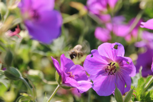 Spaargebirge, Meißen