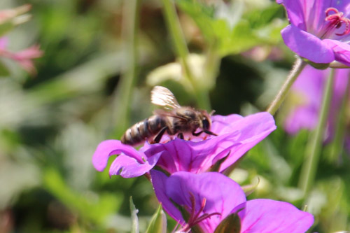 Spaargebirge, Meißen