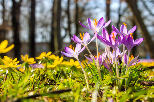 Großer Garten, Dresden im Frühling